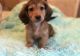 Dachshund Puppies for sale in Tacoma, WA 98465, USA. price: $500