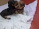 Dachshund Puppies for sale in Oakland, CA 94624, USA. price: NA