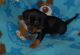 Dachshund Puppies for sale in Texas St, Fairfield, CA 94533, USA. price: NA