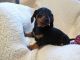 Dachshund Puppies for sale in Newark, NJ, USA. price: NA