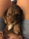 Dachshund Puppies for sale in Margate, FL, USA. price: $1,000