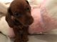 Dachshund Puppies for sale in NJ-3, Clifton, NJ, USA. price: NA