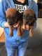 Dachshund Puppies for sale in NJ-3, Clifton, NJ, USA. price: $450