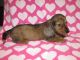 Dachshund Puppies for sale in Stockdale, TX 78160, USA. price: NA
