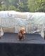Dachshund Puppies for sale in 758 S Fork Rd, Parkton, NC 28371, USA. price: NA