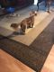 Dachshund Puppies for sale in DeRidder, LA 70634, USA. price: $400