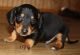Dachshund Puppies for sale in New York, IA 50238, USA. price: NA