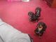 Dachshund Puppies for sale in Corpus Christi, TX 78401, USA. price: NA