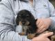 Dachshund Puppies for sale in Michigan Ave, Inkster, MI 48141, USA. price: NA