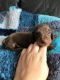 Dachshund Puppies for sale in Michigan Ave, Inkster, MI 48141, USA. price: $800