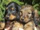 Dachshund Puppies for sale in Clifton, NJ 07014, USA. price: $600