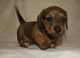 Dachshund Puppies for sale in California Ave, Windsor, ON, Canada. price: $350