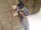 Dachshund Puppies for sale in Osseo, MI 49266, USA. price: $450