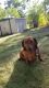 Dachshund Puppies for sale in Muskegon, MI, USA. price: NA