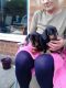 Dachshund Puppies for sale in Salt Lake City, UT, USA. price: $500