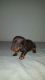 Dachshund Puppies for sale in Manchester, NH, USA. price: NA