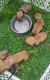 Dachshund Puppies for sale in Macy, IN 46951, USA. price: NA