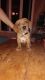 Dachshund Puppies for sale in Elkton, VA 22827, USA. price: $350