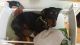 Dachshund Puppies for sale in Madison Heights, MI 48071, USA. price: NA
