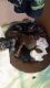 Dachshund Puppies for sale in Wittmann, AZ 85361, USA. price: NA