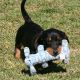 Dachshund Puppies for sale in Quincy, FL, USA. price: NA