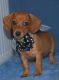 Dachshund Puppies for sale in Boston, MA, USA. price: $350