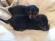Dachshund Puppies for sale in Columbus, OH, USA. price: $400