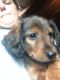 Dachshund Puppies for sale in Mifflinville, PA, USA. price: NA