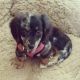 Dachshund Puppies for sale in 300 Peachtree St NW, Atlanta, GA 30308, USA. price: NA