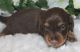 Dachshund Puppies for sale in Fort Pierce, FL 34950, USA. price: NA