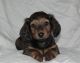 Dachshund Puppies for sale in Crystal, MI 48818, USA. price: $1,200
