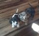 Dachshund Puppies for sale in 758 S Fork Rd, Parkton, NC 28371, USA. price: NA