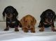 Dachshund Puppies for sale in Indianapolis, IN, USA. price: $600