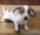 Dachshund Puppies for sale in Virgilina, VA 24598, USA. price: $700