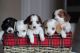 Dachshund Puppies for sale in Ocala, FL, USA. price: $1,250