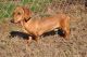 Dachshund Puppies for sale in Athens, GA, USA. price: $650