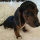 Dachshund Puppies for sale in NJ-3, Clifton, NJ, USA. price: $500