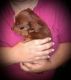 Dachshund Puppies for sale in Harrisburg, IL 62946, USA. price: $750