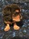 Dachshund Puppies for sale in Wellsville, OH 43968, USA. price: NA