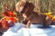 Dachshund Puppies for sale in Decker, MT 59025, USA. price: $500