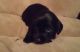 Dachshund Puppies for sale in Trenton, GA 30752, USA. price: NA