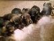 Dachshund Puppies for sale in California St, San Francisco, CA, USA. price: NA