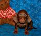 Dachshund Puppies for sale in Ogden, UT, USA. price: $500