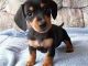 Dachshund Puppies for sale in Des Moines, IA, USA. price: NA