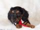 Dachshund Puppies for sale in San Diego, CA, USA. price: NA
