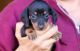 Dachshund Puppies for sale in San Francisco, CA, USA. price: $400