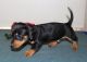 Dachshund Puppies for sale in Omaha, NE, USA. price: NA