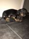 Dachshund Puppies for sale in Pelham, AL 35124, USA. price: $400