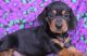 Dachshund Puppies for sale in Morgan City, MS, USA. price: NA