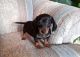 Dachshund Puppies for sale in Waterboro, ME, USA. price: $600